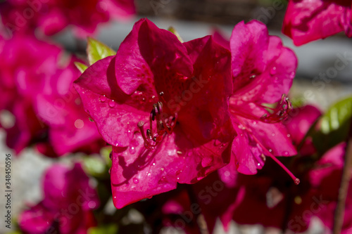 Pink azalea japonica on a garden with dew drops