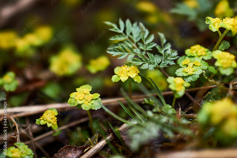 little yellow forest flowers