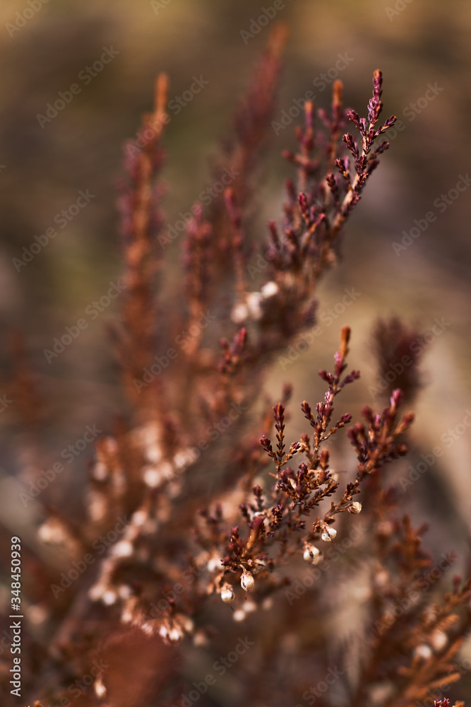 brown forest flower