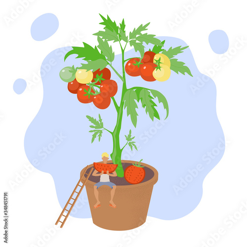 The concept of growing vegetables at home for a hobby or business. Tomatoes grow in a flower pot. The guy eats a slice of tomato. Organic food. Stock vector illustration isolated on white background.