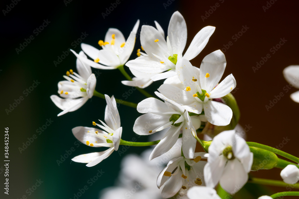 Fototapeta premium Fiori di aglio