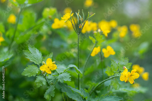 Leaf, fruits, and open flowers of greater celandine (chelidonium majus). Selective focus, blurred background. photo