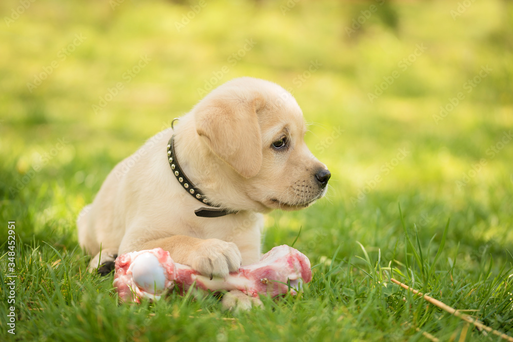 Little Labrador puppy eat a fleshy bone Little Labrador puppy eat a fleshy bone