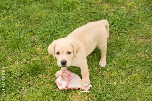 Little Labrador puppy eat a fleshy bone © SasaStock
