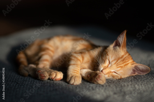 Little red kitten with blue eyes resting on sofa. Adorable little pet. Cute child animal. Tabby cat relaxing at home, natural light