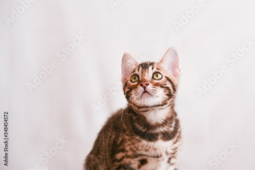 Fototapeta Naklejka Na Ścianę i Meble -  The kitten looks up carefully. Space for text. Bengal cat close-up.