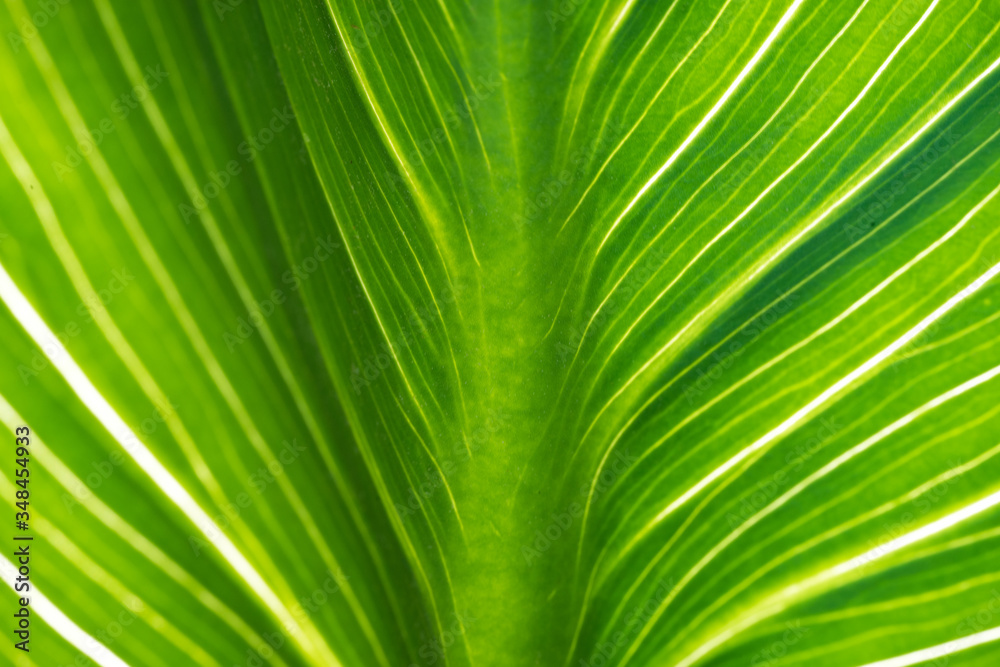 Feuille d'Arum, Calla Feuille d'Arum, Calla