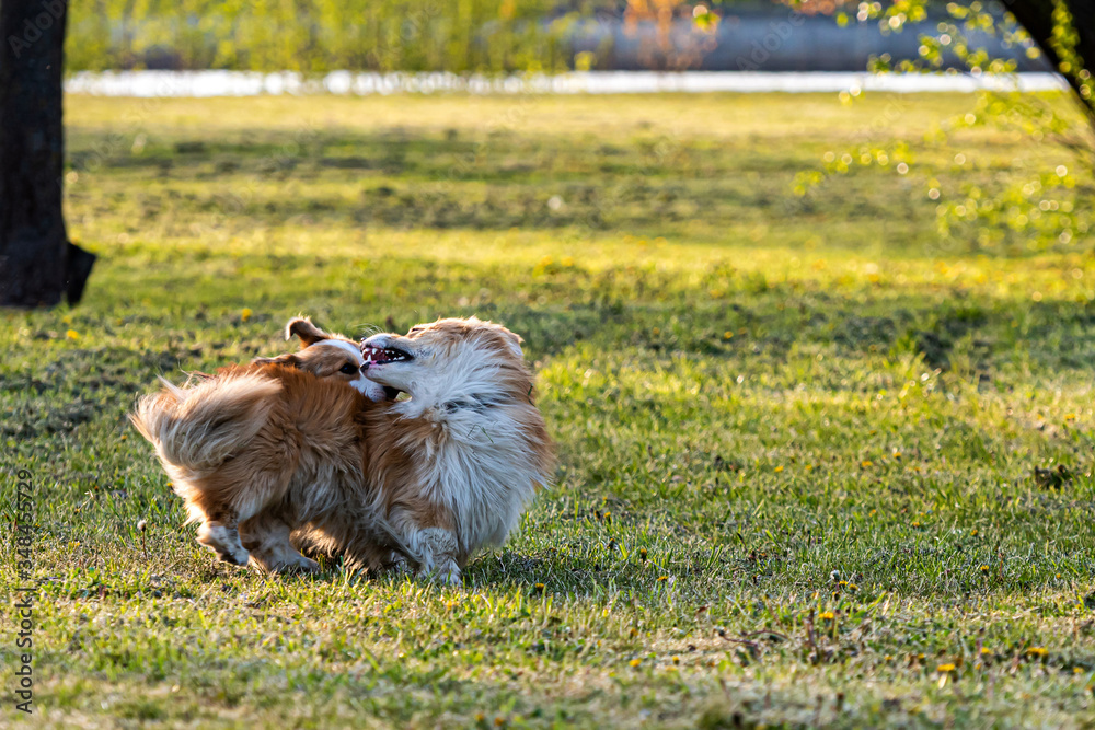 happy and active purebred Welsh Corgi dogs playing in the grass field