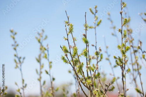 young flowers and leaves on the trees in spring