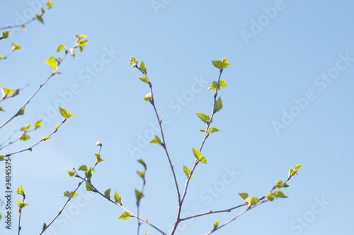 The new leaves from the buds on the trees in spring