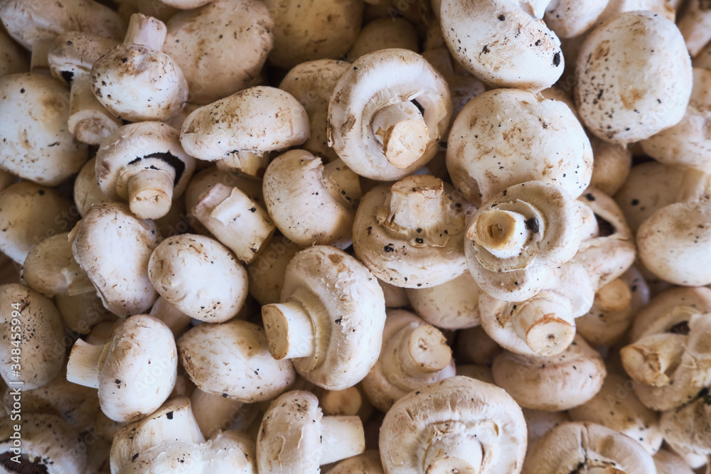 champignon mushrooms or agaricus background or texture champignon mushrooms or agaricus background or texture