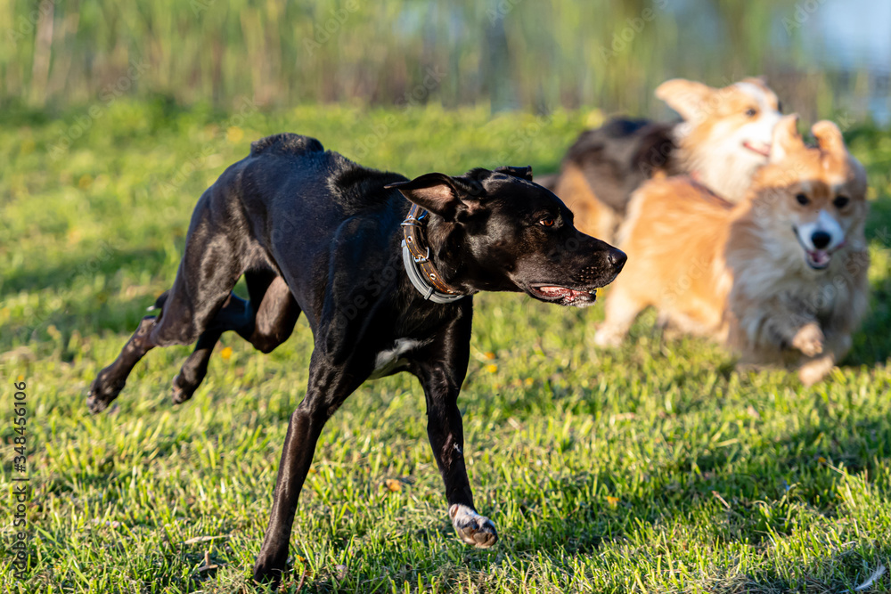 dogs run and play in a green meadow dogs run and play in a green meadow