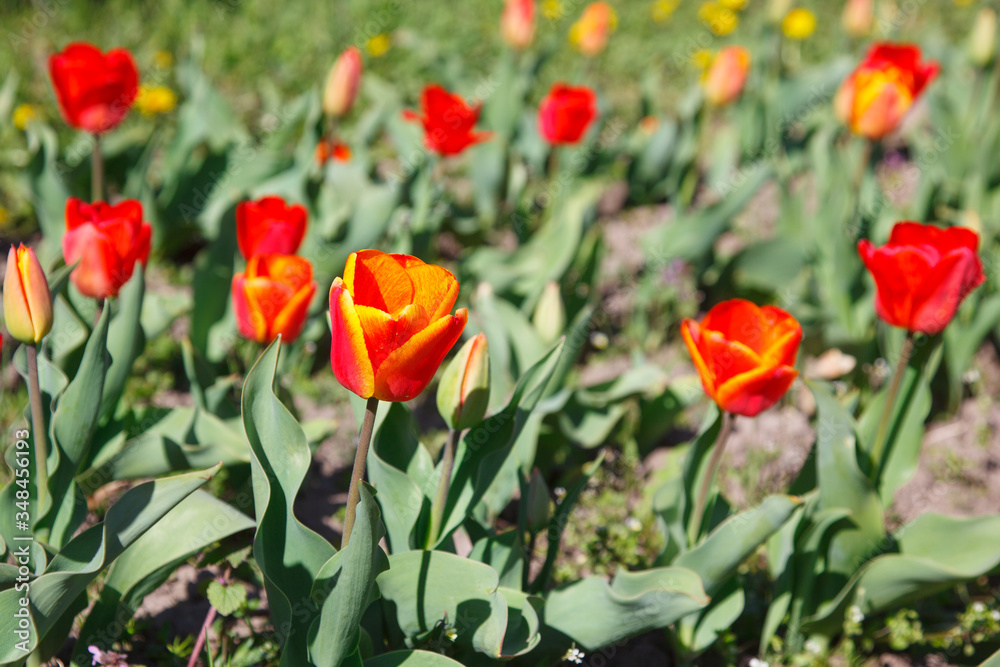 tulips in the flowerbed in spring tulips in the flowerbed in spring