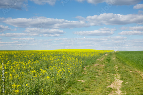 Fototapeta Naklejka Na Ścianę i Meble -  The rural landscape in the spring