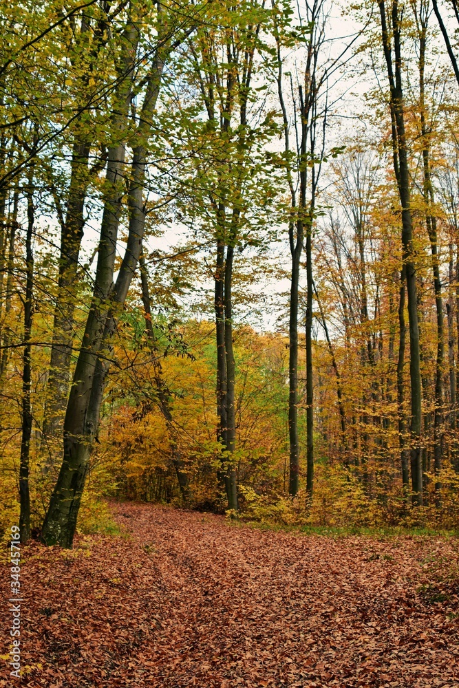 Obraz premium road through the colorful forest in autumn. leafs on the footpath 