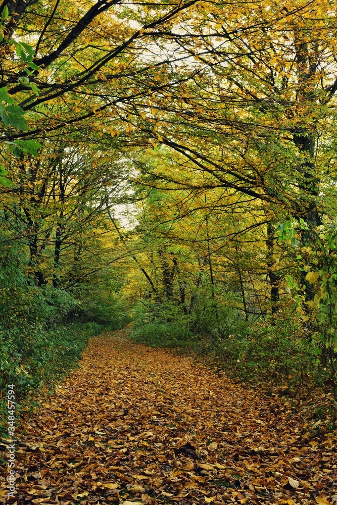 Fototapeta premium road through the colorful forest in autumn. leafs on the footpath 