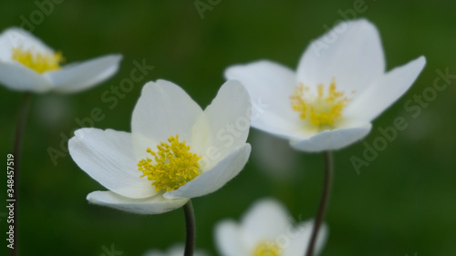 delicious white delicate flowers  spring day in garden