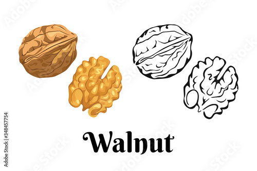 Walnut isolated on white background. Vector color illustration of  nuts in shell and peeled in cartoon flat style and black and white outline. Organic food Icon. photo