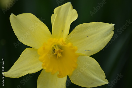 flowers in the spring morning sunlight with green background in the summer grass. With happy bright colors