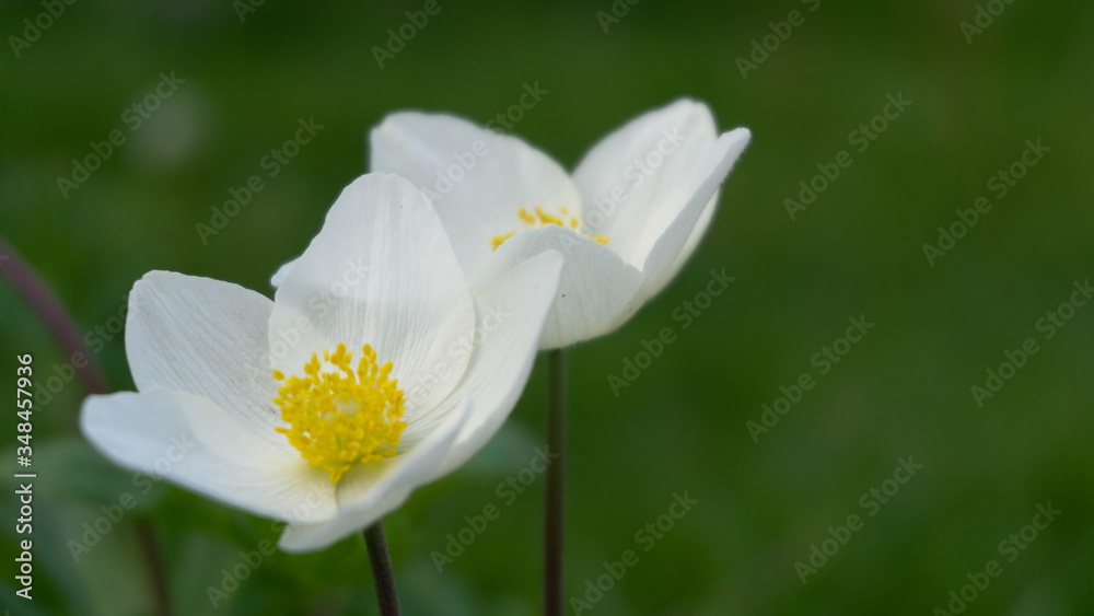 delicious white delicate flowers, spring day in garden delicious white delicate flowers, spring day in garden