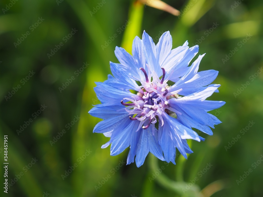 Obraz premium ヤグルマギク