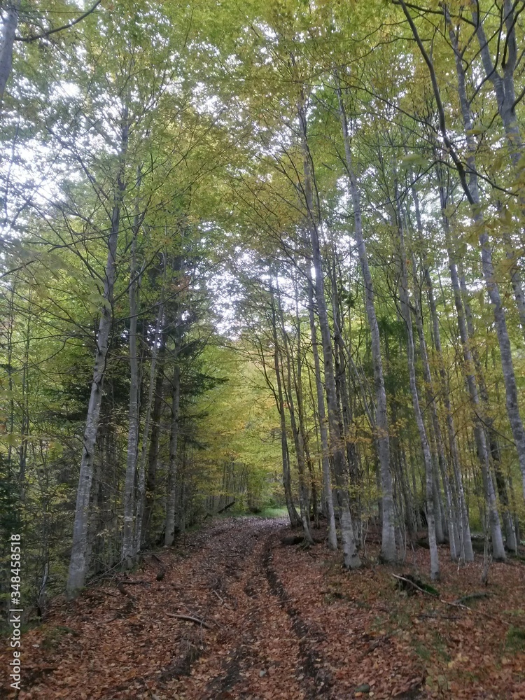 Fototapeta premium road through the colorful forest in autumn. leafs on the footpath 