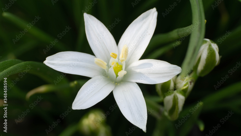 Fototapeta premium beautiful white flower at close range, spring day