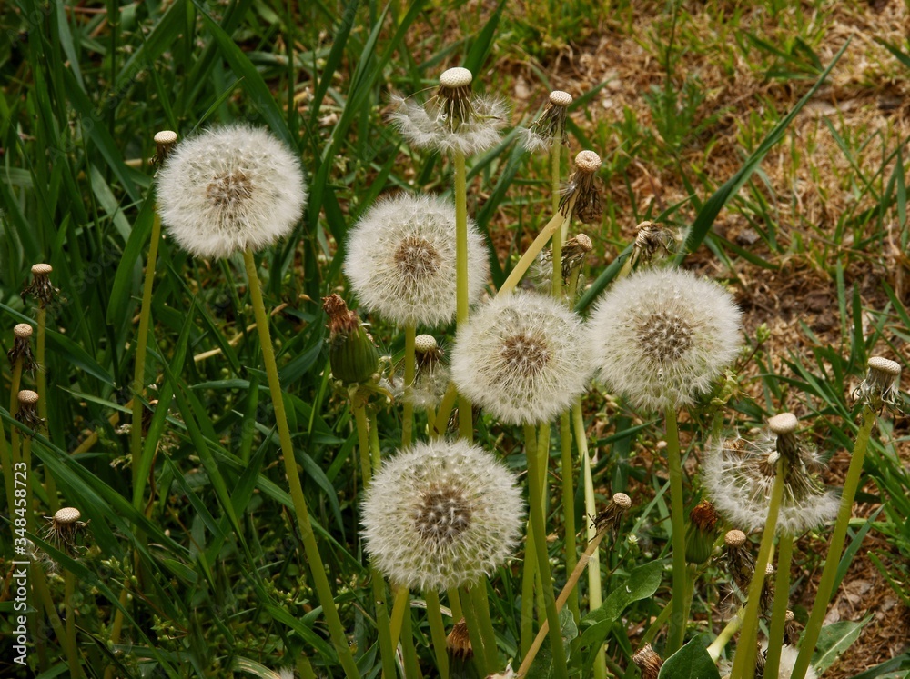 dandelions on meadow with blow-balls scenic dandelions on meadow with blow-balls scenic