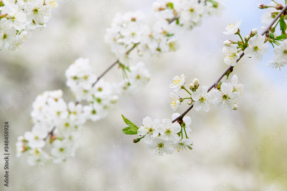 cherry blossoms in spring garden