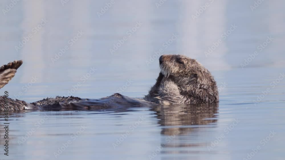 Sea otter grooming while floating on water, Enhydra lutris swimming in sea - Moss Landing, California Sea otter grooming while floating on water, Enhydra lutris swimming in sea - Moss Landing, California