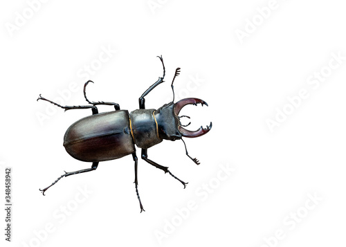 Ein Hirschkäfer Männchen von oben auf weißem Hintergrund.