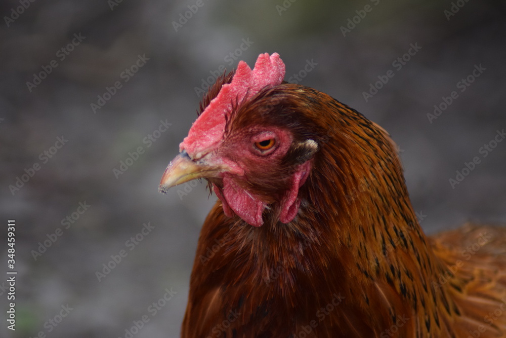 rooster chicken head close up red brown colors with grey rooster chicken head close up red brown colors with grey