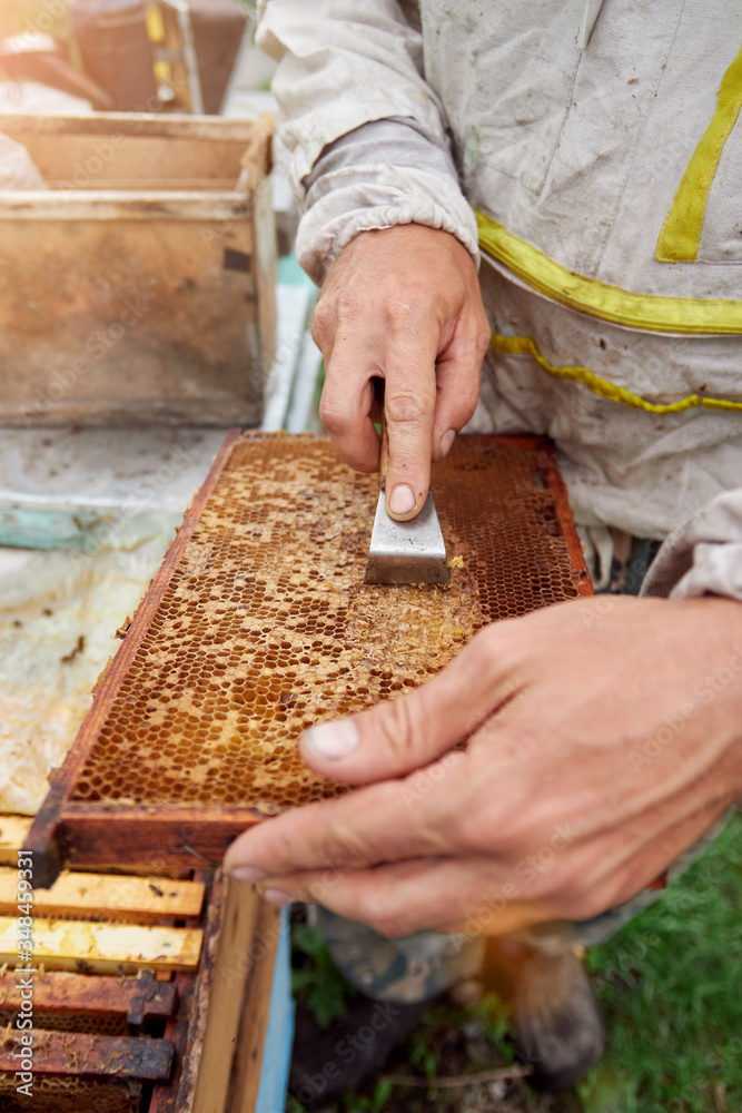 The beekeeper cleans the frame with honeycombs and honey in the apiary, bees in flight The beekeeper cleans the frame with honeycombs and honey in the apiary, bees in flight