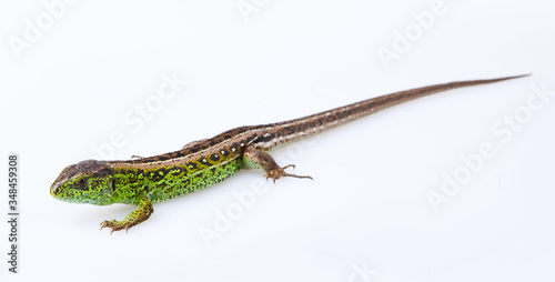 Full length green sand lizard (Lacerta agilis Linnaeus) isolated on white background. Studio shot