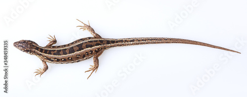 Full length brown sand lizard (Lacerta agilis Linnaeus) isolated on white background. Studio shot photo