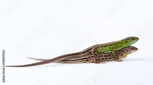 Fotografia Pair of green and brown sand lizards (Lacerta agilis Linnaeus) isolated on white background, close up