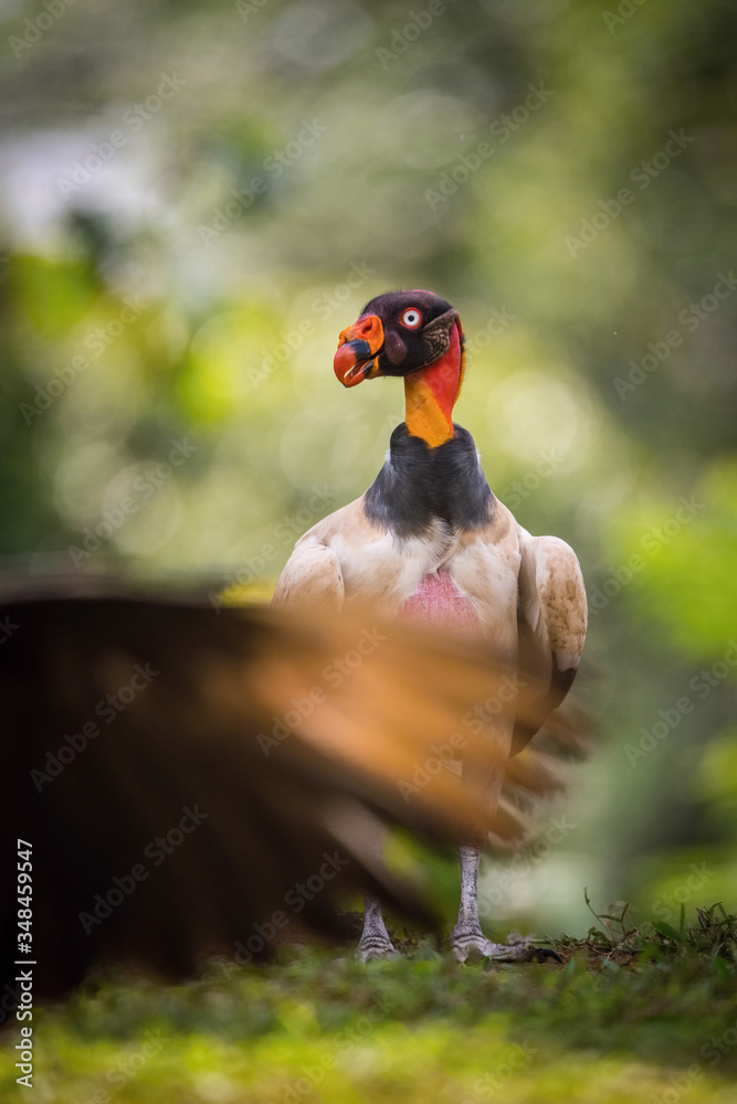 Fototapeta premium The&nbsp;King vulture,&nbsp;Sarcoramphus papa The bird is standing in beautiful colorful autumn environment America Costa Rica Pretty colorful contrasting backround with nice bokeh ..