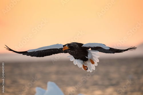 The Steller's sea eagle, Haliaeetus pelagicus  The bird is flying in beautiful artick winter environment Japan Hokkaido Wildlife scene from Asia nature. came from Kamtchatka.. photo