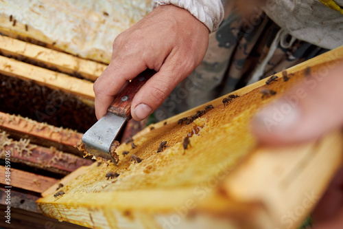 The beekeeper cleans the frame with honeycombs and honey in the apiary, bees in flight