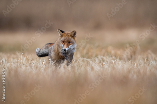 Red fox, Vulpes vulpes The mammal is standing in beautiful colorful autumn environment Europe Czech Republic Wildlife scene from Europe nature. young male