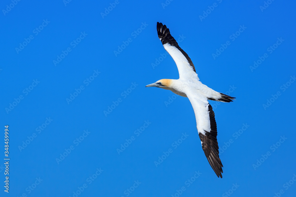 An Australasian gannet, a large seabird with a distinctive orange head, soaring in the sky