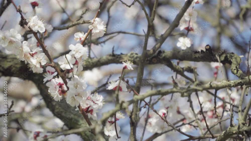 Blooming apricot on a background of blue sky Blooming apricot on a background of blue sky