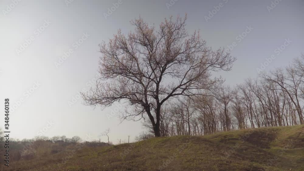 Apricot tree lonely standing on a hill Apricot tree lonely standing on a hill