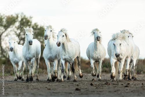 Fototapeta Naklejka Na Ścianę i Meble -  Camargue Horses in the south of France
