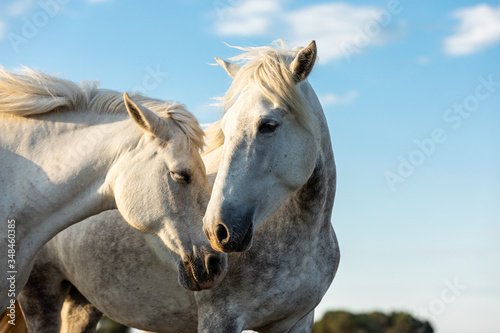 Camargue Horses in the south of France © AB Photography