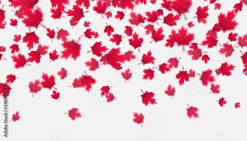 Falling red maple leaves background. Canada Day, July 1st celebration concept. Flying autumn foliage isolated on a gray backdrop. Modern style vector illustration for banners, posters, flyers, etc.