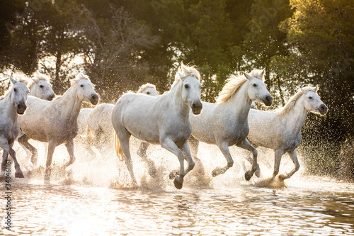 Fototapeta Naklejka Na Ścianę i Meble -  Camargue Horses in the south of France