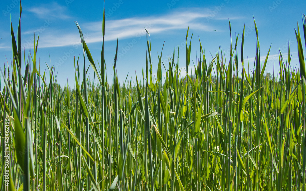 Fototapeta premium Kłosy zboża