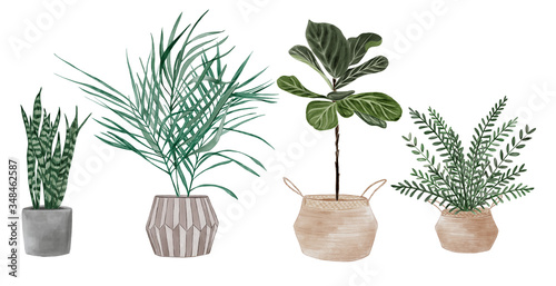 Set of plants in pots. Potted plants. Home gardening.