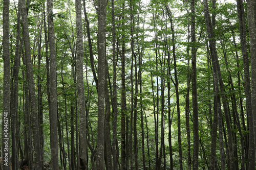 Wind chasers  crooked and gnarled tree trunks in forest on Mount Vogel  Lake Bohinjsko jezero  Bohinj  Slovenia